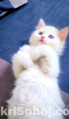 Persian blue Eyes Male Kitten